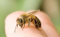 Bị ong chích là điềm gì? Đánh con gì khi bị ong đốt
