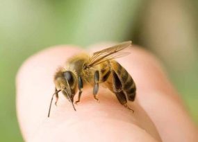 Bị ong chích là điềm gì? Đánh con gì khi bị ong đốt
