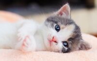 Tử vi tuổi Mão 11/2/2025: Có nhiều cơ hội thăng tiến