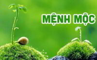 Phú quý chảy về túi cùng con số đẹp mệnh Mộc 3/3/2025